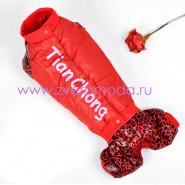 Такса девочка Красный леопард
